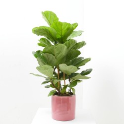FICUS LYRATA 6L