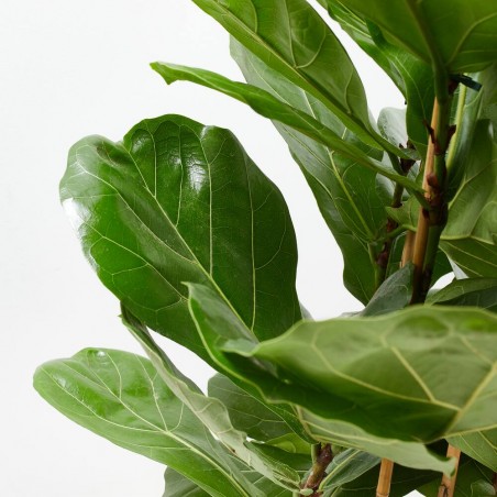 FICUS LYRATA 6L