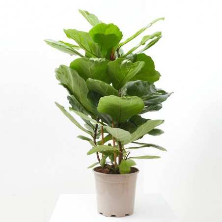 FICUS LYRATA 6L