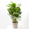 FICUS LYRATA 6L