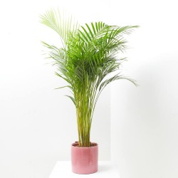 ARECA 4L