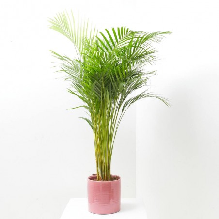 ARECA 4L