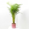 ARECA 4L