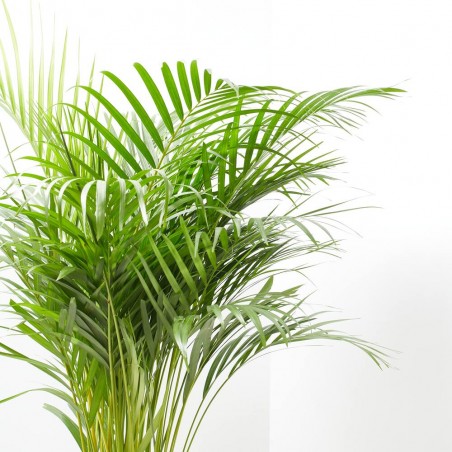 ARECA 4L