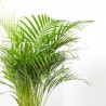 ARECA 4L