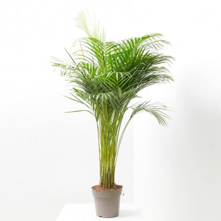 ARECA 4L