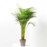 ARECA 4L