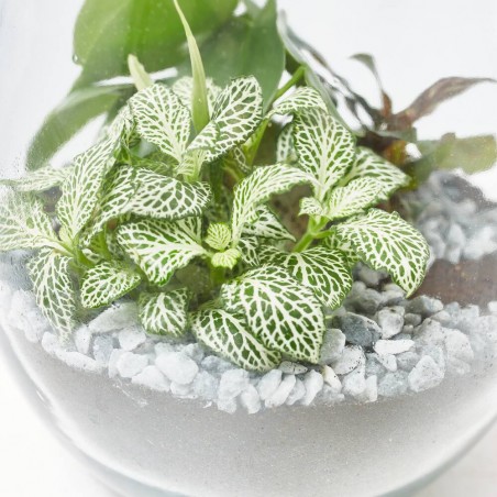 TERRARIO DARASA M D19 H23