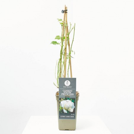 ROSAL TREPADOR SNOW PRINCESS BLANCO MACETA 3L