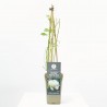 ROSAL TREPADOR SNOW PRINCESS BLANCO MACETA 3L