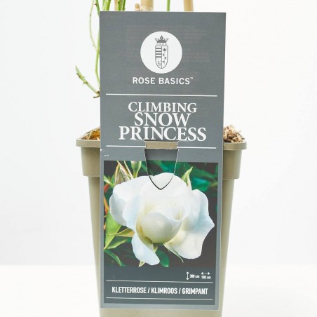ROSAL TREPADOR SNOW PRINCESS BLANCO MACETA 3L