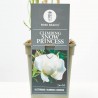 ROSAL TREPADOR SNOW PRINCESS BLANCO MACETA 3L