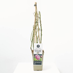 ROSAL TREPADOR OUR LAST SUMMER ROSA MACETA 3L