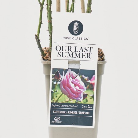 ROSAL TREPADOR OUR LAST SUMMER ROSA MACETA 3L