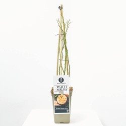 ROSAL TREPADOR PEACH MELBA MELOCOTÓN MACETA 3L