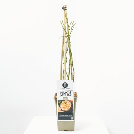 ROSAL TREPADOR PEACH MELBA MELOCOTÓN MACETA 3L