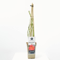 ROSAL TREPADOR BAJAZZO BICOLOR MACETA 3L