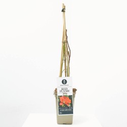 ROSAL TREPADOR RED FLAME ROJO MACETA 3L