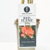 ROSAL TREPADOR RED FLAME ROJO MACETA 3L