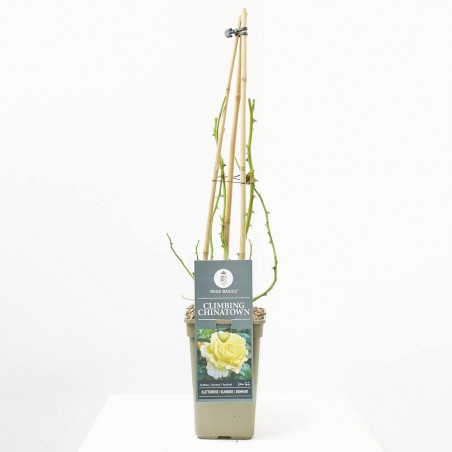 ROSAL TREPADOR CHINATOWN AMARILLO MACETA 3L