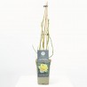 ROSAL TREPADOR CHINATOWN AMARILLO MACETA 3L