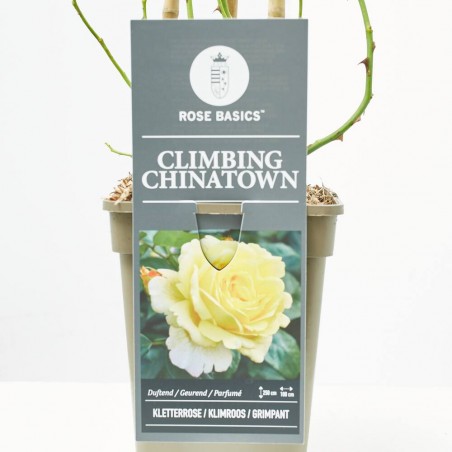ROSAL TREPADOR CHINATOWN AMARILLO MACETA 3L