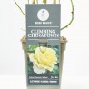 ROSAL TREPADOR CHINATOWN AMARILLO MACETA 3L