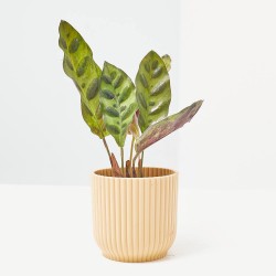 CALATHEA LANCIFOLIA MACETA 6CM