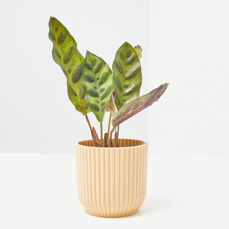 CALATHEA LANCIFOLIA MACETA 6CM