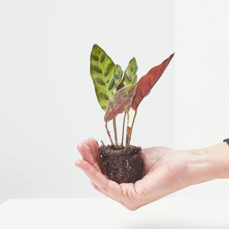 CALATHEA LANCIFOLIA MACETA 6CM