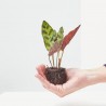 CALATHEA LANCIFOLIA MACETA 6CM
