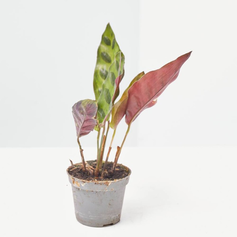 calathea lancifolia maceta 6cm