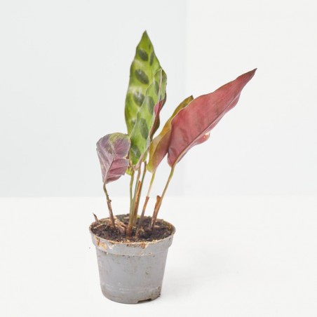 CALATHEA LANCIFOLIA MACETA 6CM