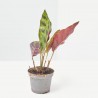 CALATHEA LANCIFOLIA MACETA 6CM