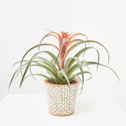 TILLANDSIA CAPITATA DIÁMETRO 12CM