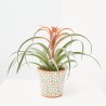 TILLANDSIA CAPITATA DIÁMETRO 12CM
