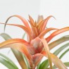 TILLANDSIA CAPITATA DIÁMETRO 12CM