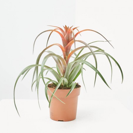 TILLANDSIA CAPITATA DIÁMETRO 12CM