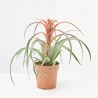 TILLANDSIA CAPITATA DIÁMETRO 12CM