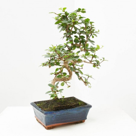 CARMONA BONSAI 8 AÑOS