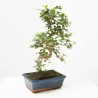 CARMONA BONSAI 8 AÑOS