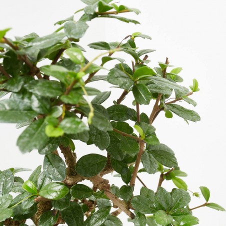 CARMONA BONSAI 8 AÑOS