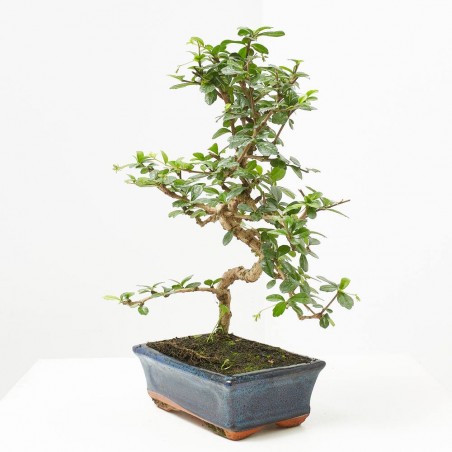 CARMONA BONSAI 8 AÑOS