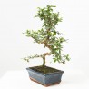 CARMONA BONSAI 8 AÑOS