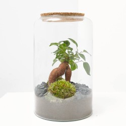 TERRARIO MIA GINSENG PACHIRA M D19 H30
