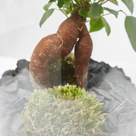TERRARIO MIA GINSENG PACHIRA M D19 H30
