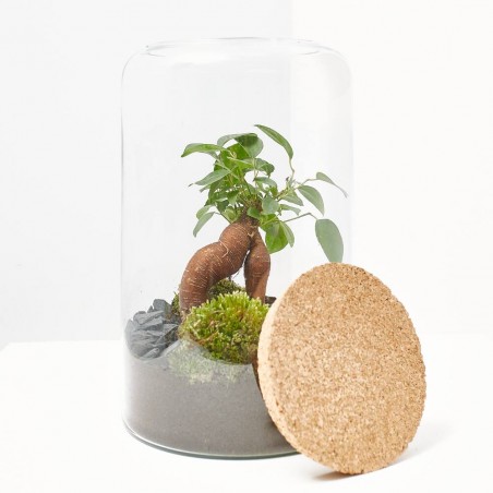 TERRARIO MIA GINSENG PACHIRA M D19 H30