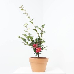 CAMELIA - SURTIDO VARIADO - MACETA 3 LITROS
