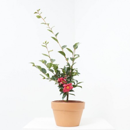 CAMELIA - SURTIDO VARIADO - MACETA 3 LITROS