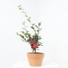 CAMELIA - SURTIDO VARIADO - MACETA 3 LITROS